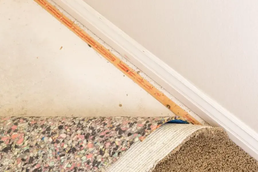 Wet carpet pulled back at the baseboard to show the pad and tack strip